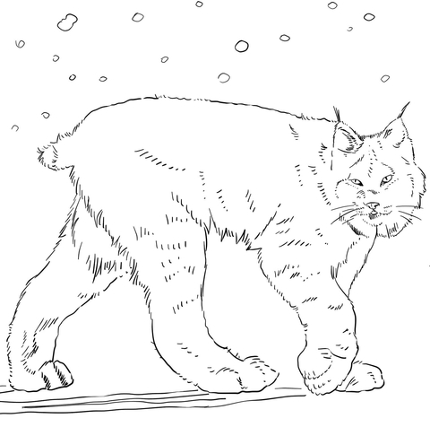 Canadian Lynx Coloring Page